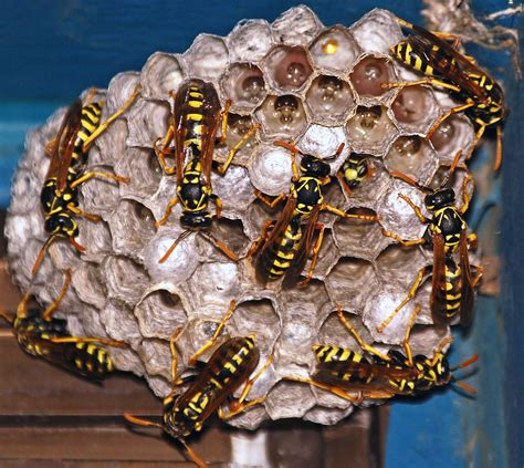 wasps pictures nests